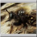 Laphria flava - Mordfliege 03.jpg